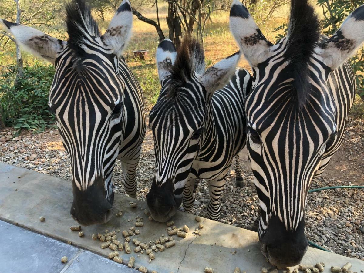 Kruger Willows Marloth Park Exterior foto
